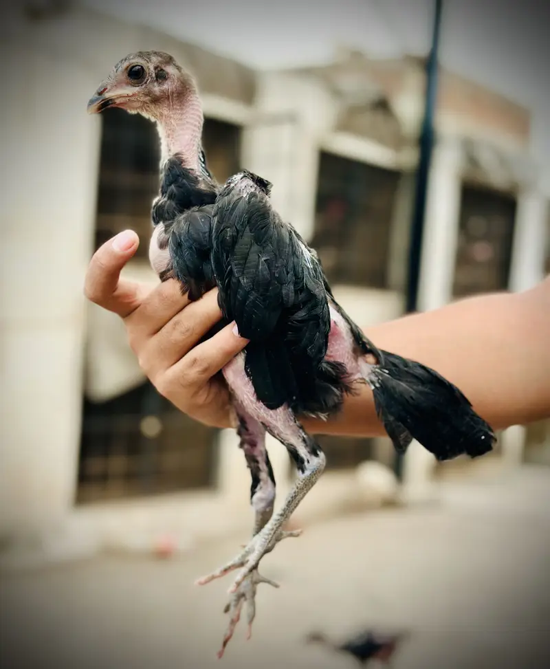Pure Pakoya chicks Available. — photo 4