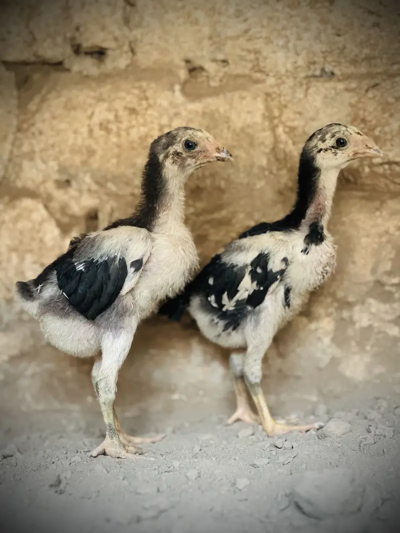 Pure Pakoya chicks Available. — photo 5