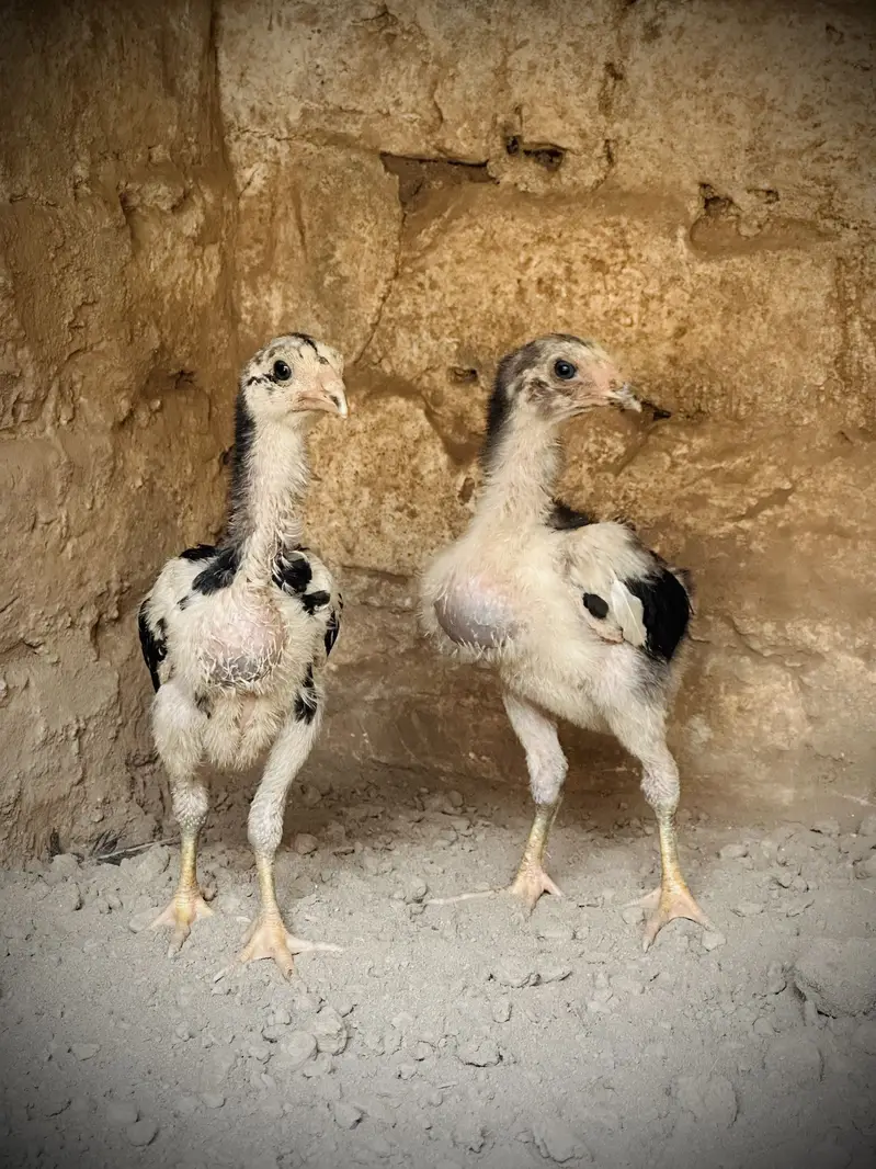 Pure Pakoya chicks Available. — photo 6