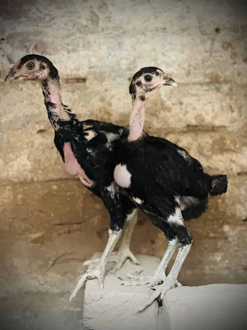 Pure Pakoya chicks Available. — photo 7