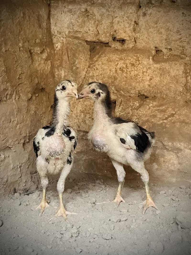 Pure Pakoya chicks Available. — photo 8