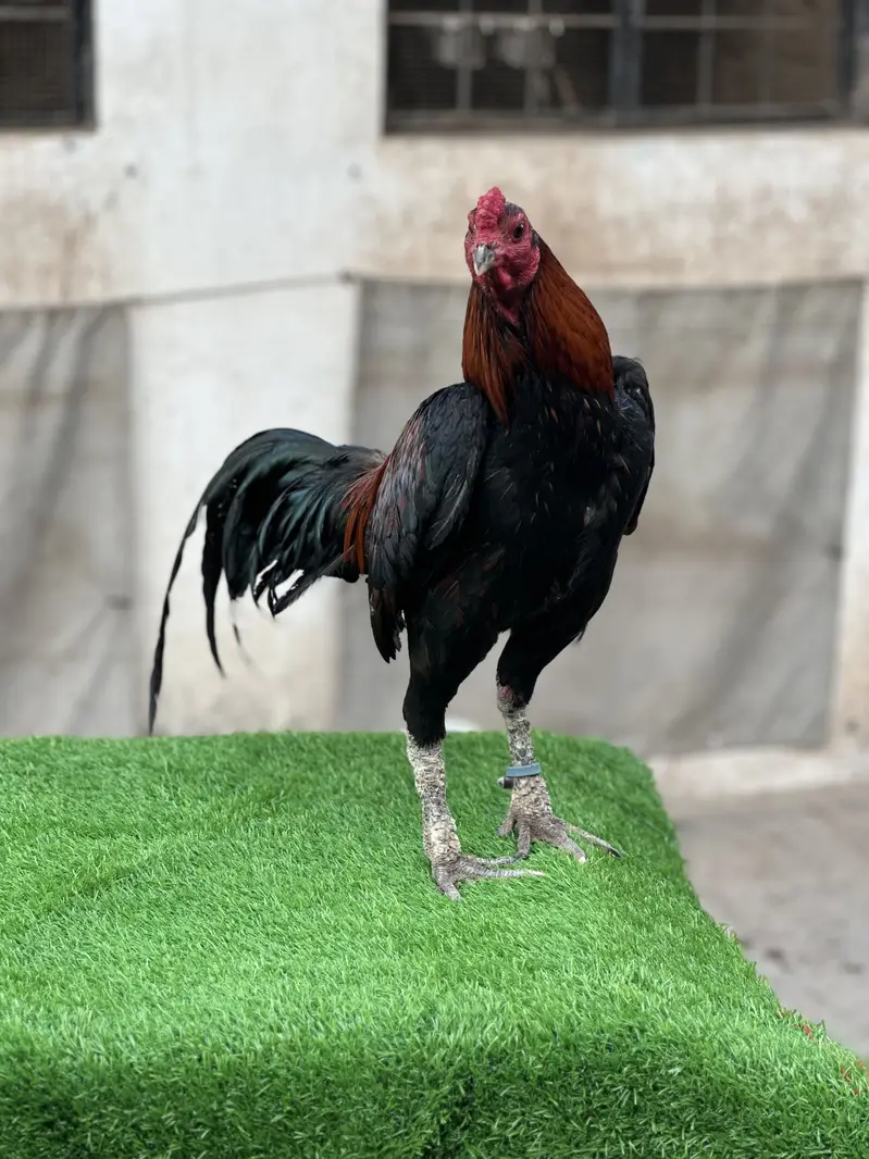Pure Pakoya chicks Available. — photo 9