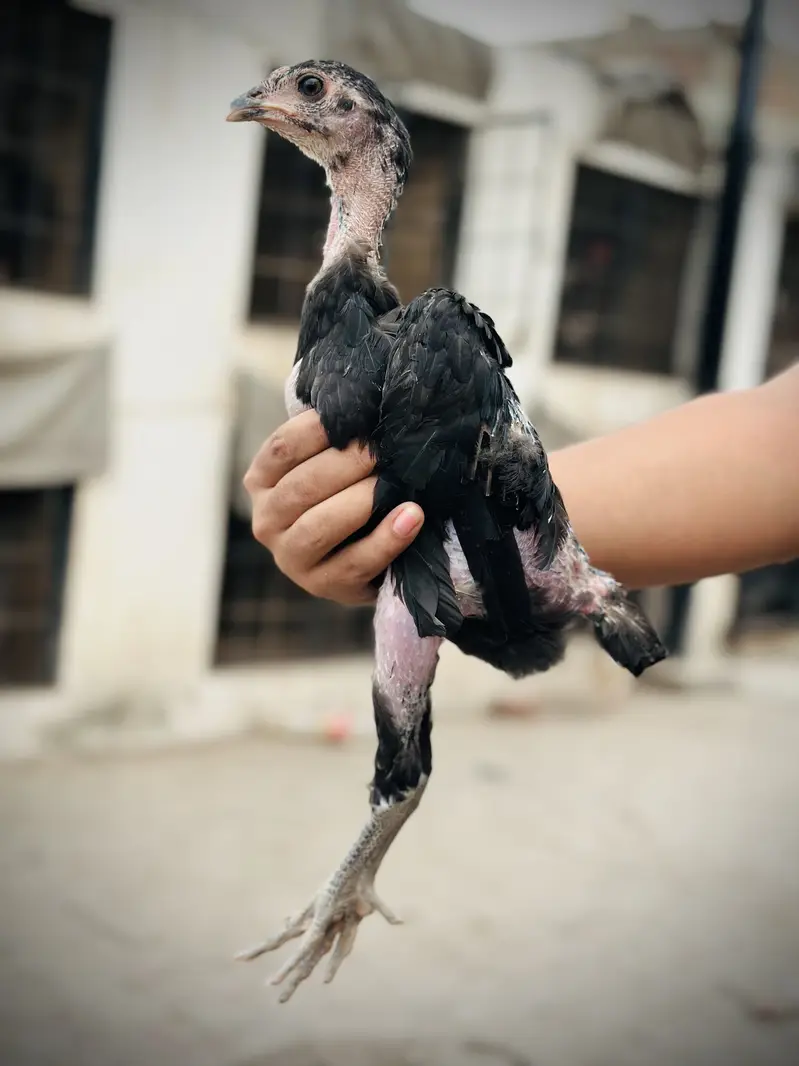 Pure Pakoya chicks Available. — photo 10