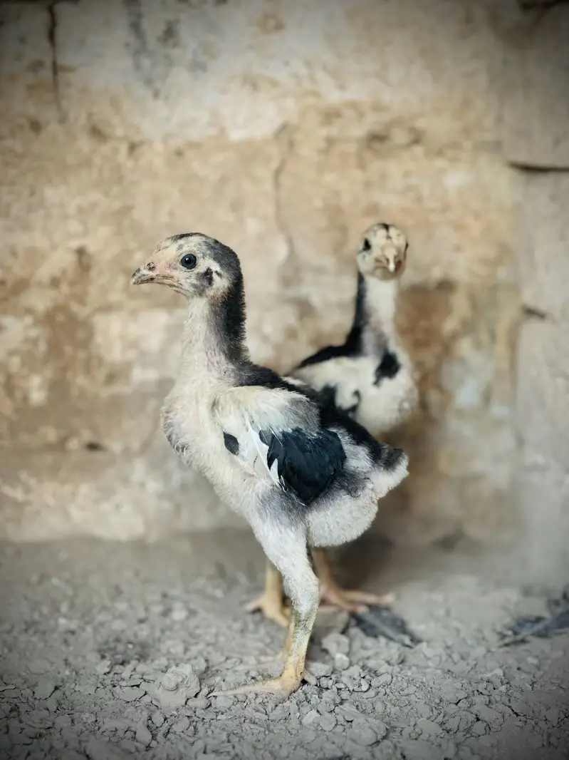 Pure Pakoya chicks Available. — photo 11