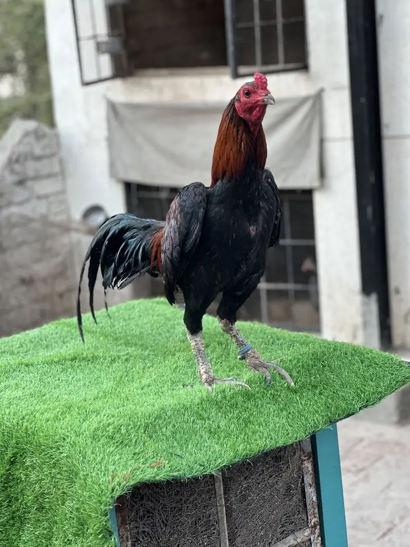 Pure Pakoya chicks Available. — photo 12