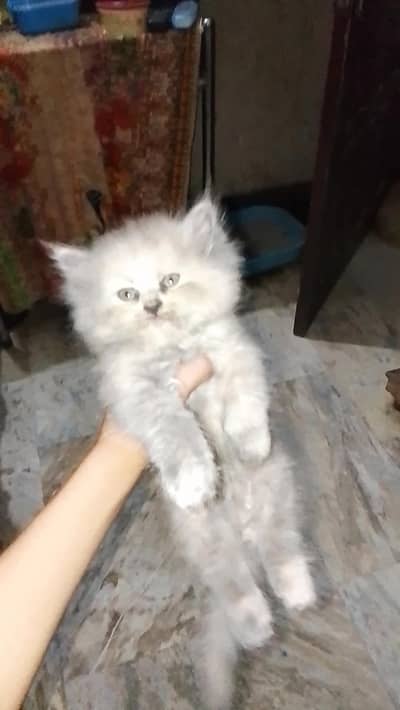 High Colette Kittens Tripal Coad