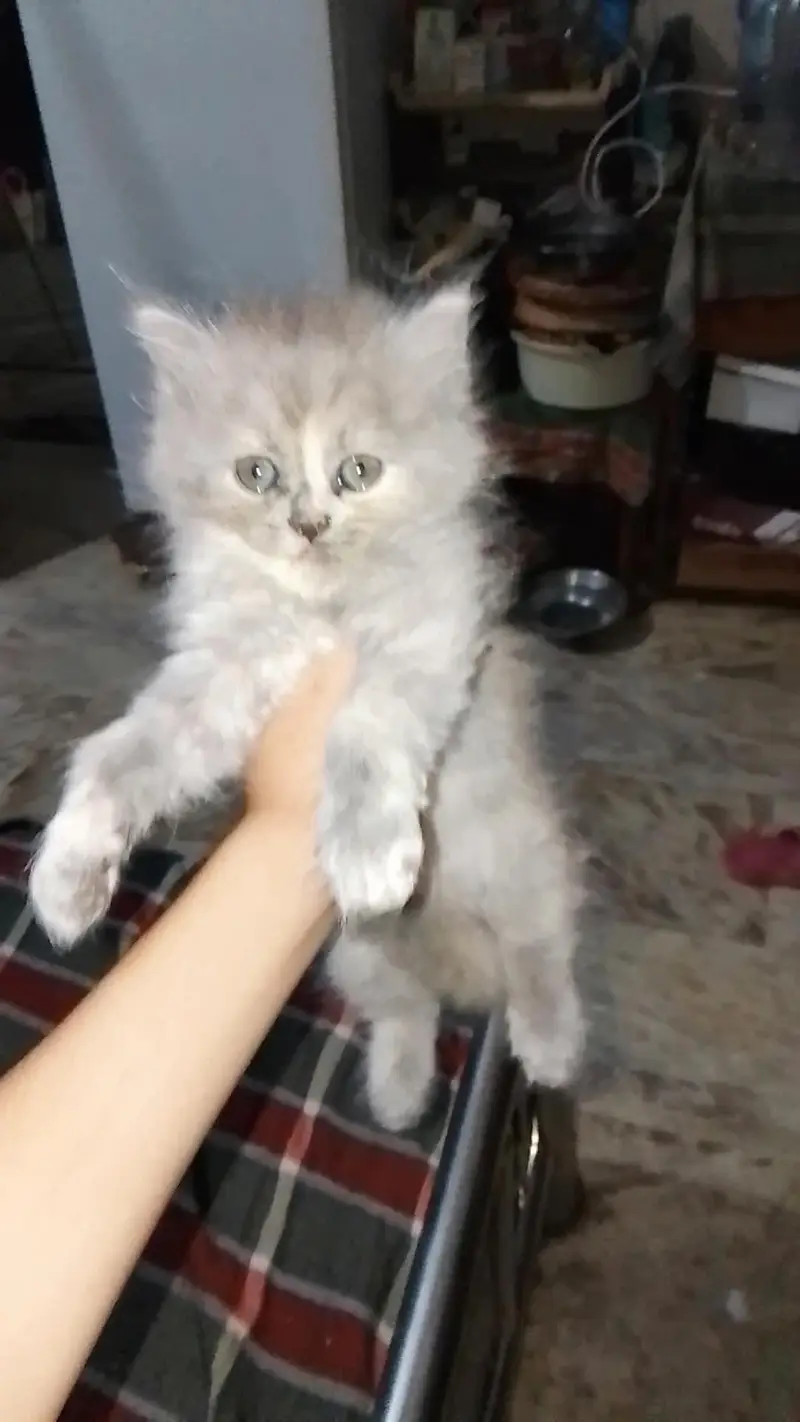 High Colette Kittens Tripal Coad — photo 2