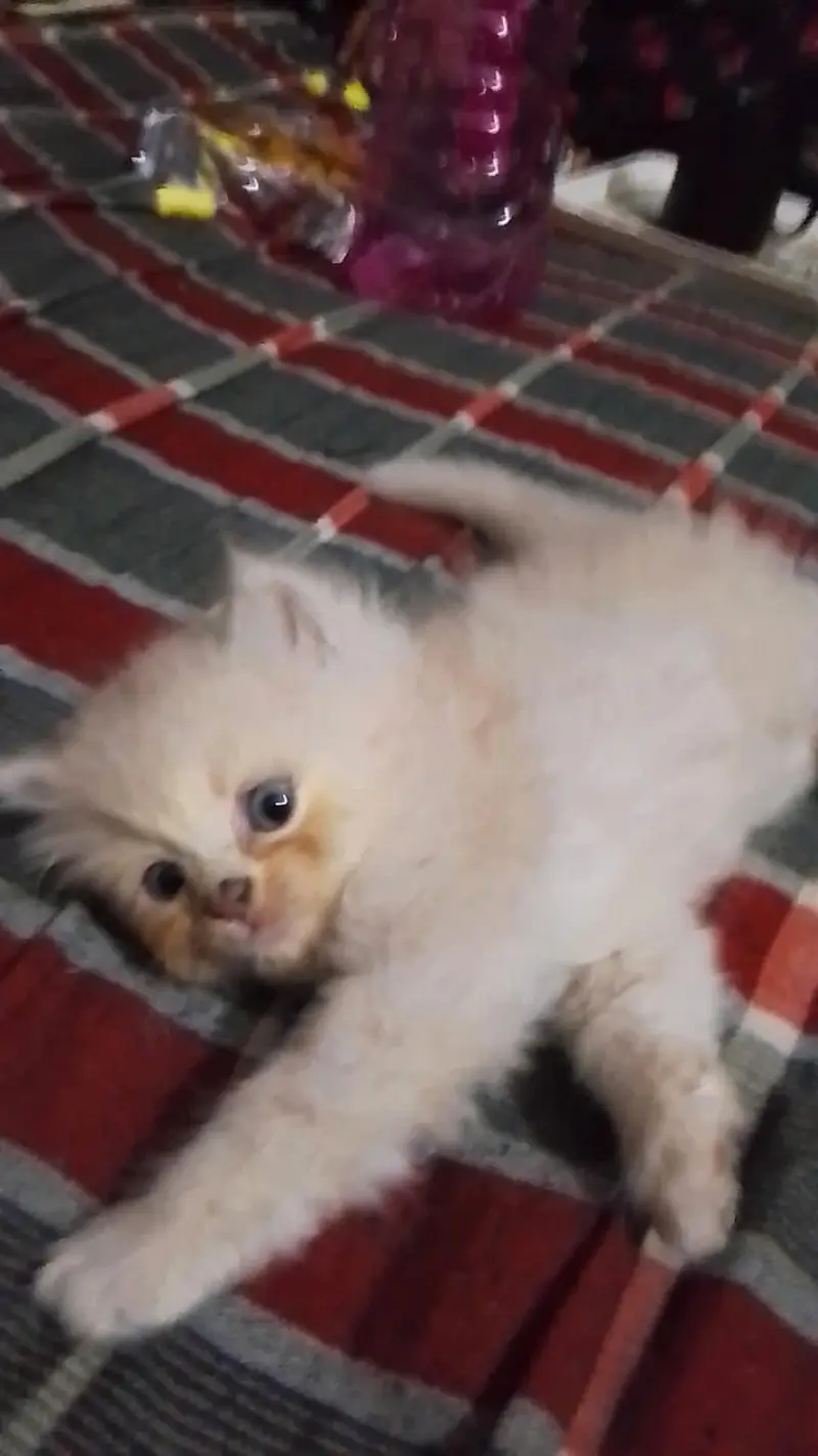 High Colette Kittens Tripal Coad — photo 3