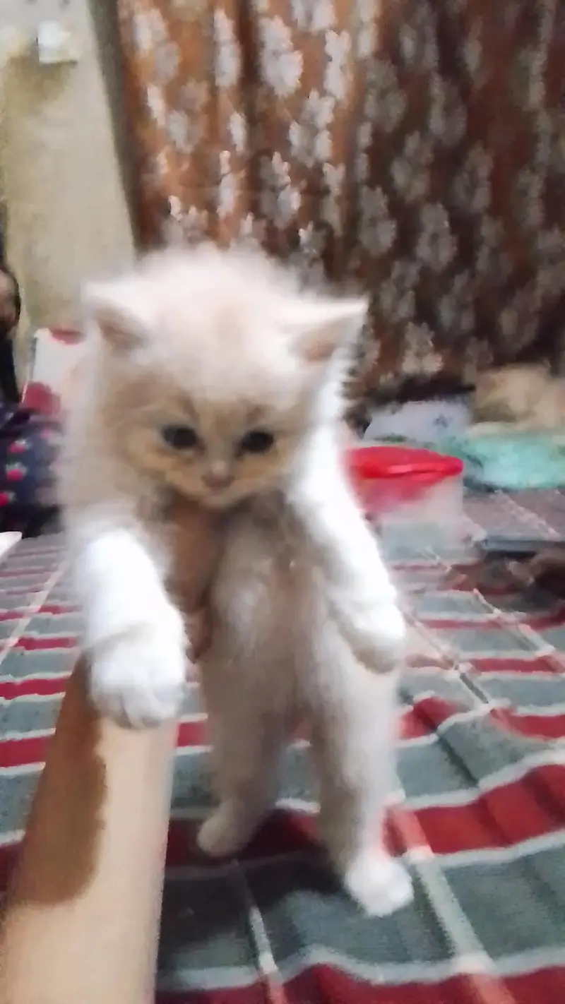 High Colette Kittens Tripal Coad — photo 4