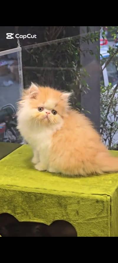 pure Persian cats vaccinated and healthy active WhatsApp/0344/6895398/