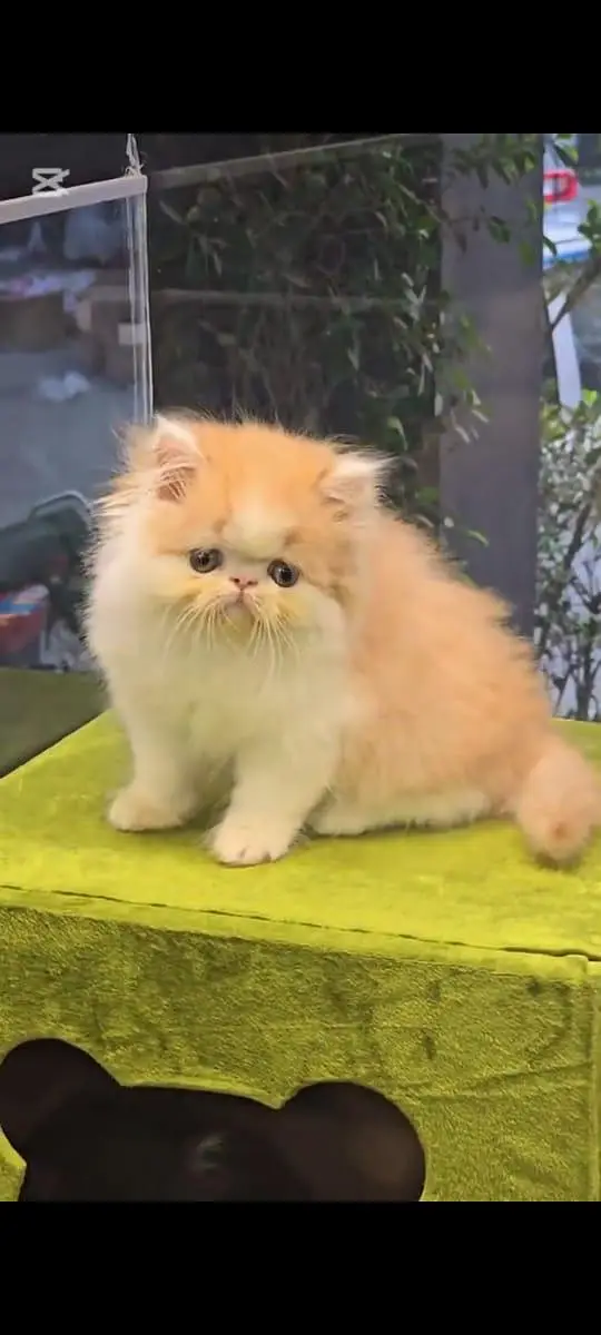 pure Persian cats vaccinated and healthy active WhatsApp/0344/6895398/ — photo 2