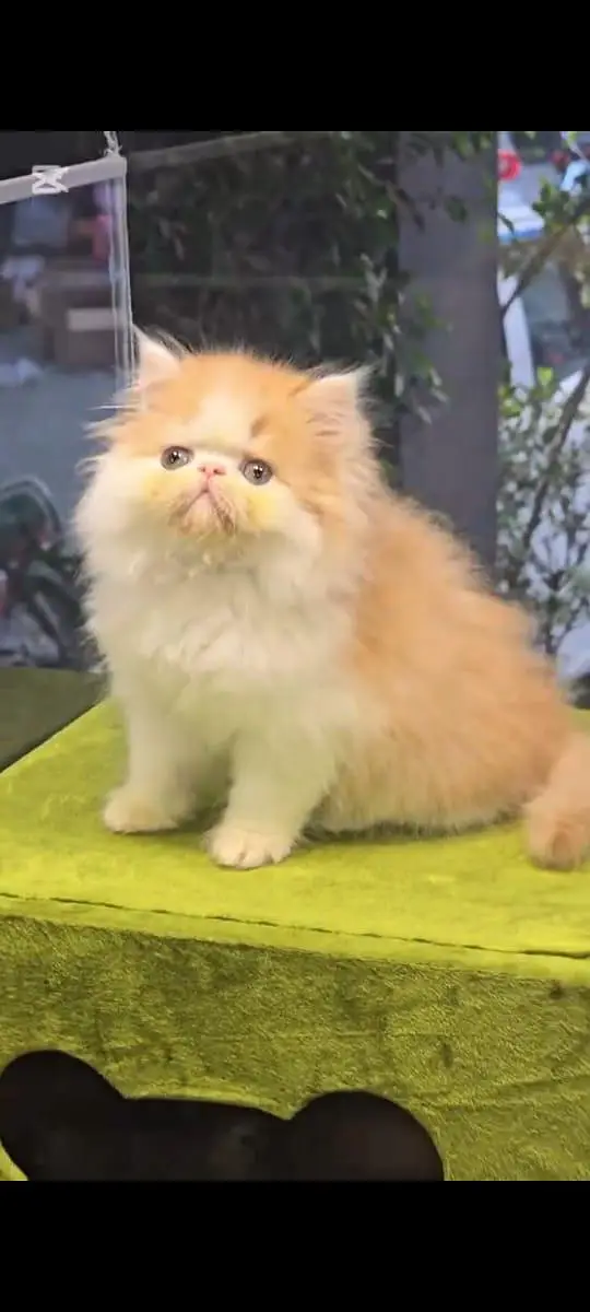 pure Persian cats vaccinated and healthy active WhatsApp/0344/6895398/ — photo 3