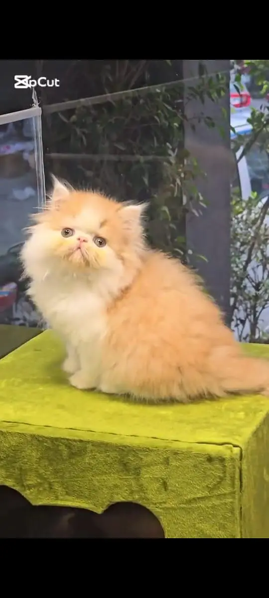 pure Persian cats vaccinated and healthy active WhatsApp/0344/6895398/ — photo 4