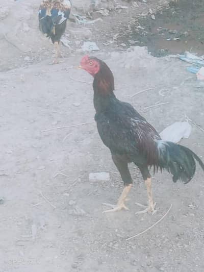 for sale cargo all Pakistan