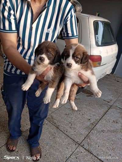 0317 5133113 2 female 2 male puppy hain