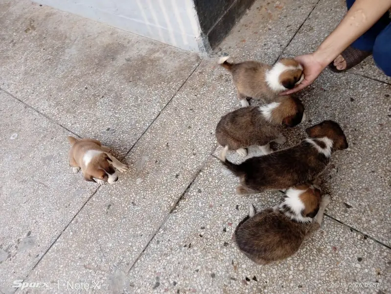 0317 5133113 2 female 2 male puppy hain — photo 2