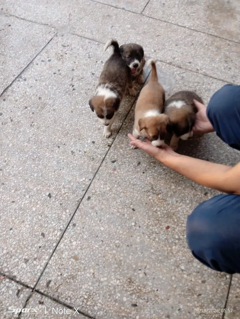 0317 5133113 2 female 2 male puppy hain — photo 3