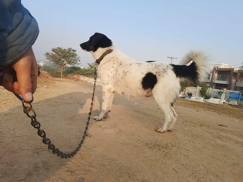 0317 5133113 2 female 2 male puppy hain — photo 4