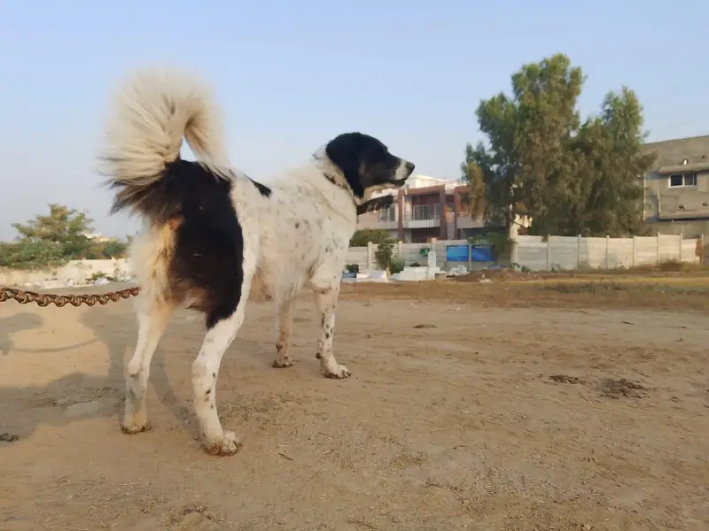 0317 5133113 2 female 2 male puppy hain — photo 5