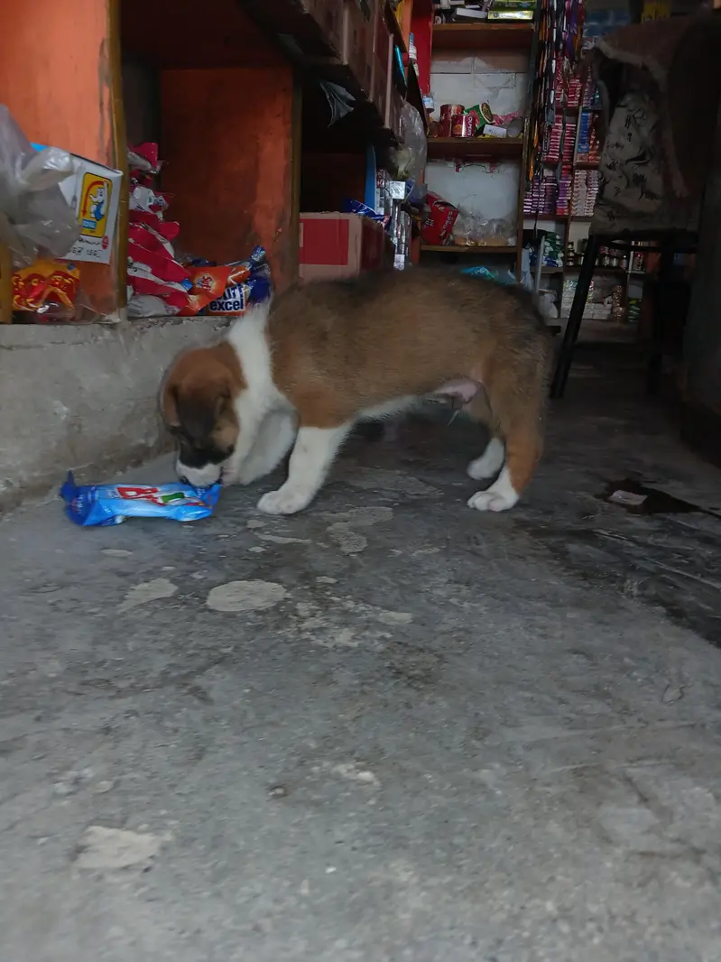 0317 5133113 2 female 2 male puppy hain — photo 6