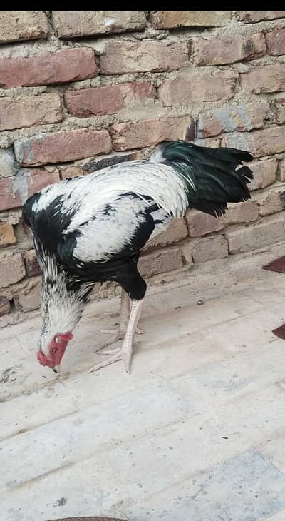 1 Male ha or 1 pathon ka pair