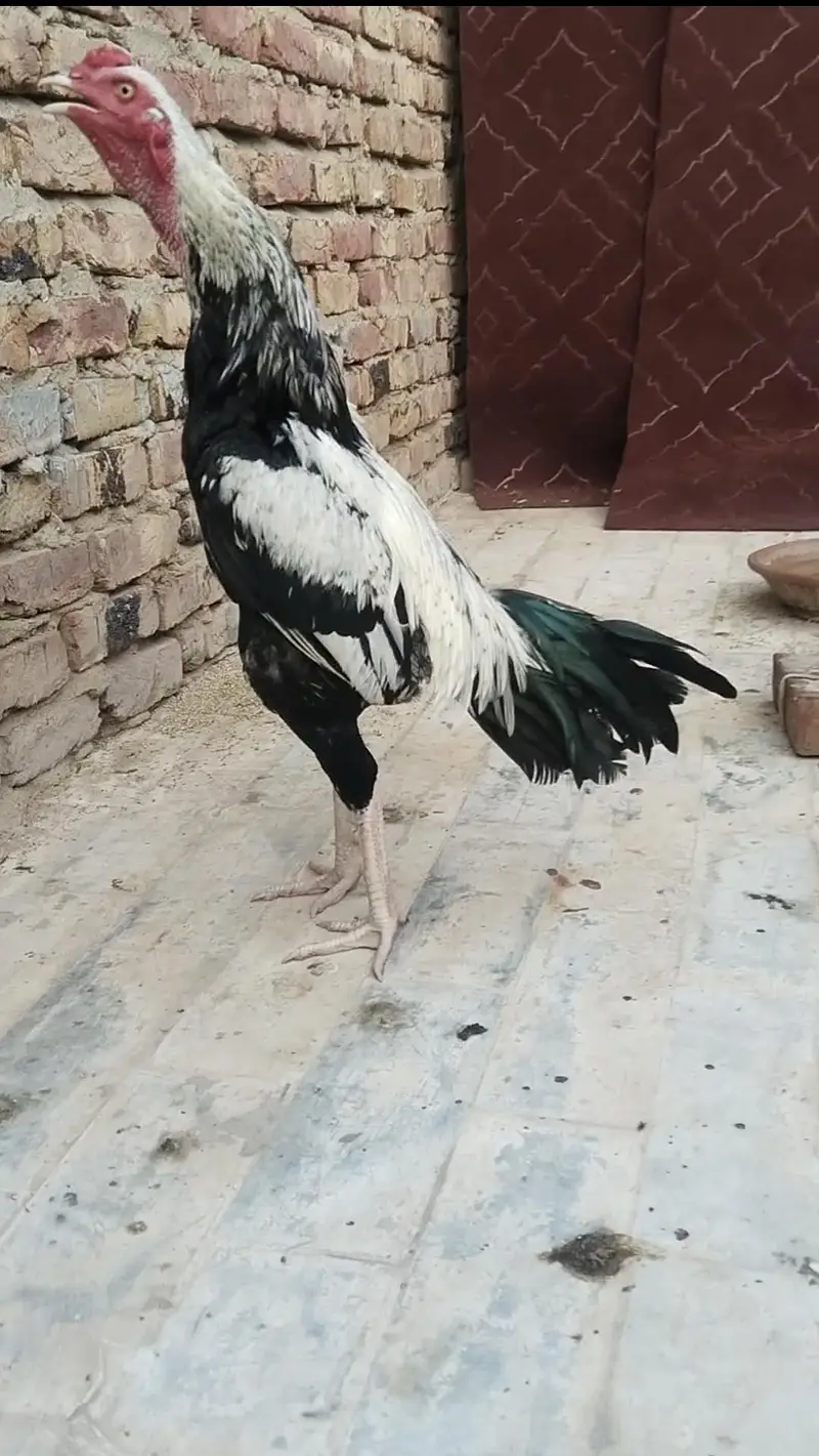 1 Male ha or 1 pathon ka pair — photo 2