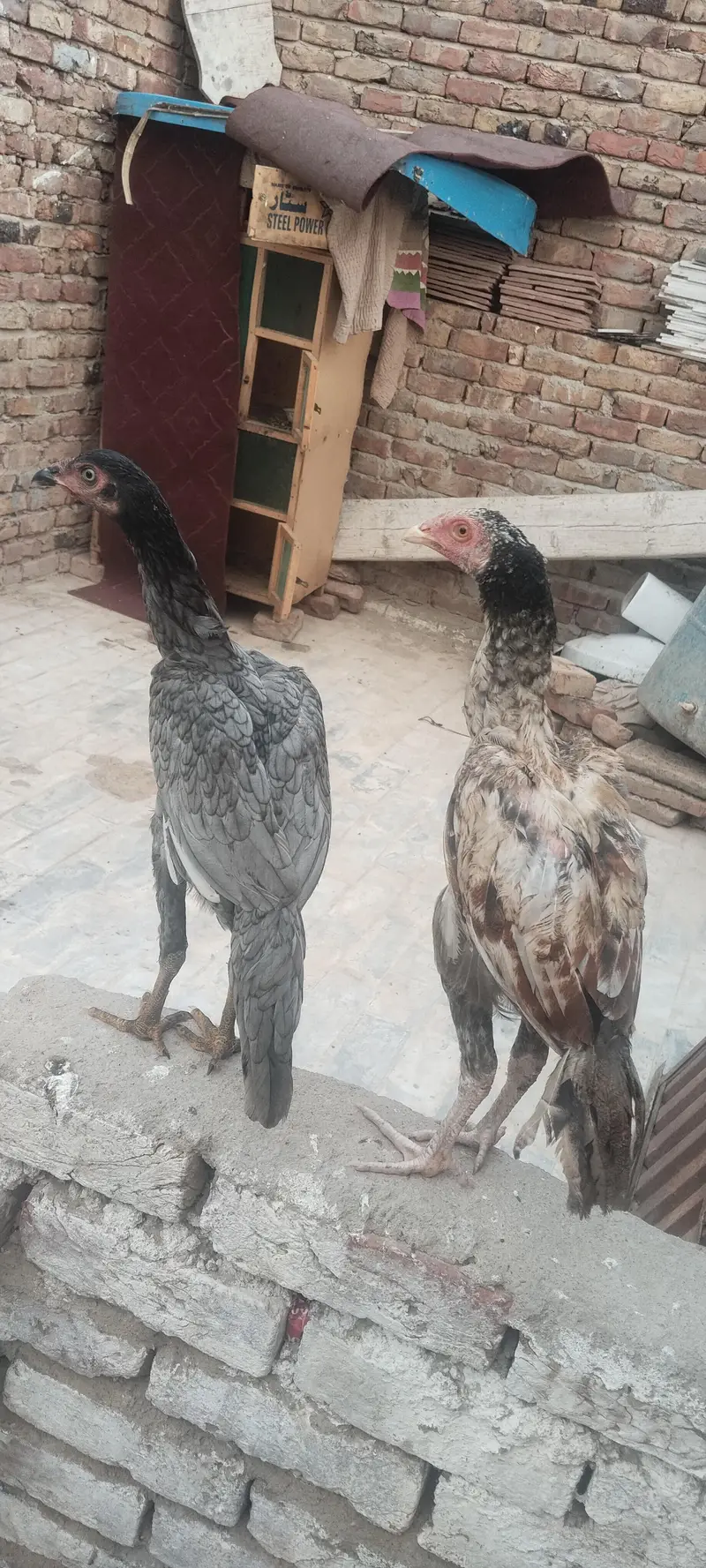 1 Male ha or 1 pathon ka pair — photo 3