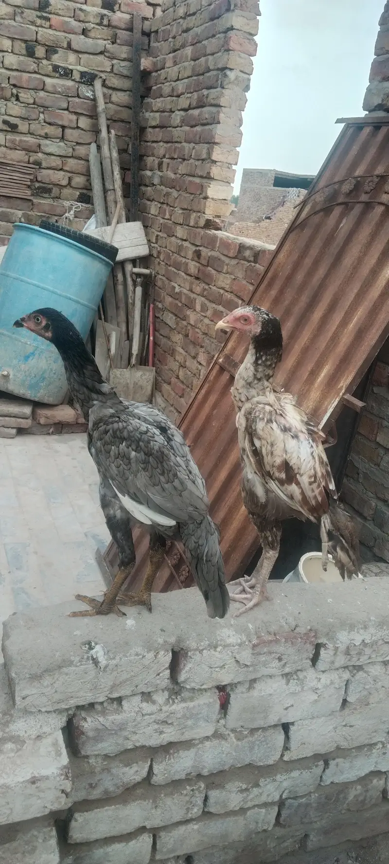 1 Male ha or 1 pathon ka pair — photo 4