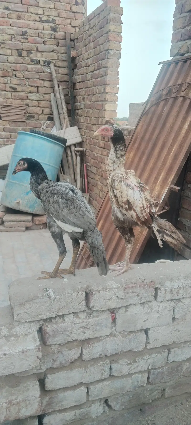1 Male ha or 1 pathon ka pair — photo 5