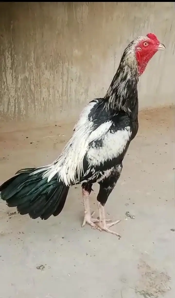 1 Male ha or 1 pathon ka pair — photo 6
