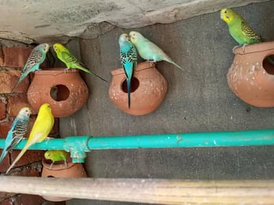 Austrian parrots 4 pair 2 red eyes king size