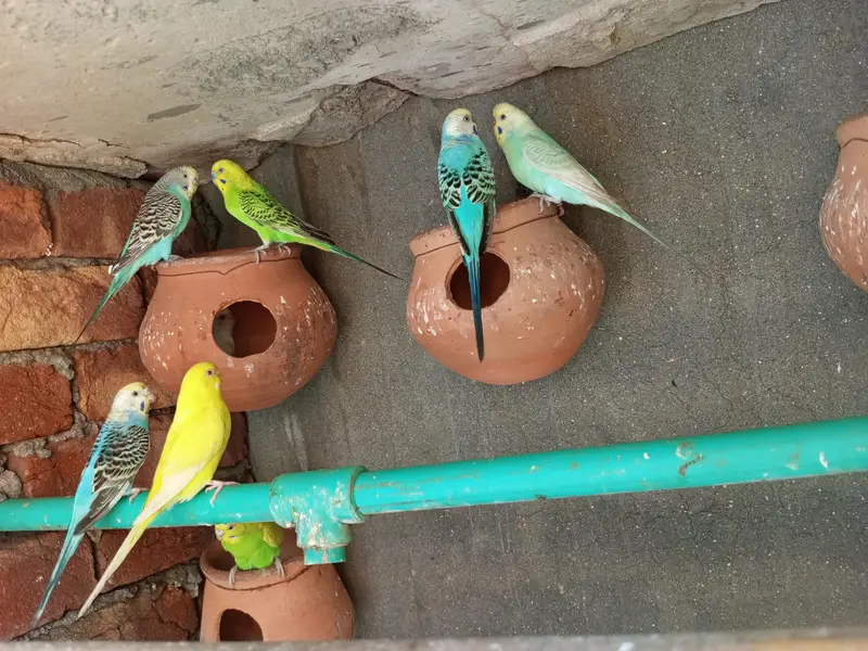Austrian parrots 4 pair 2 red eyes king size — photo 3