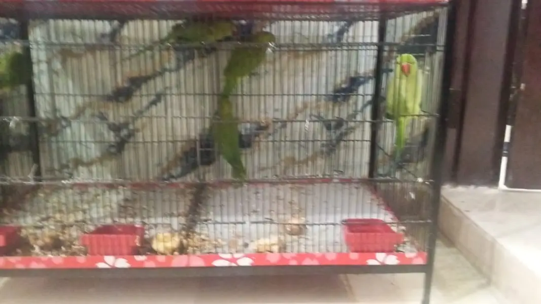 12 to 24 manth mix h new Lia tha — photo 2