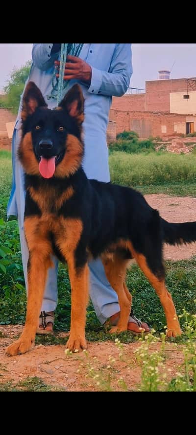 German Shepherd mail 8 mahnt for sale available for sale