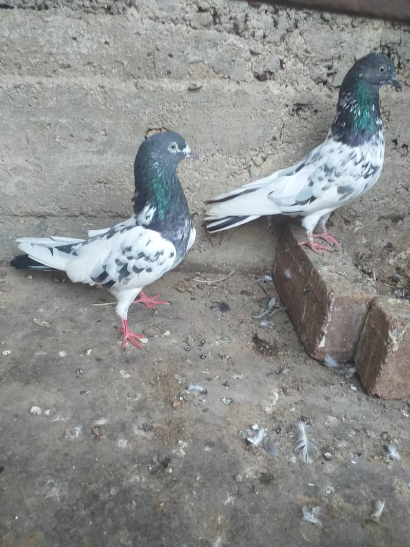 pigeon 0