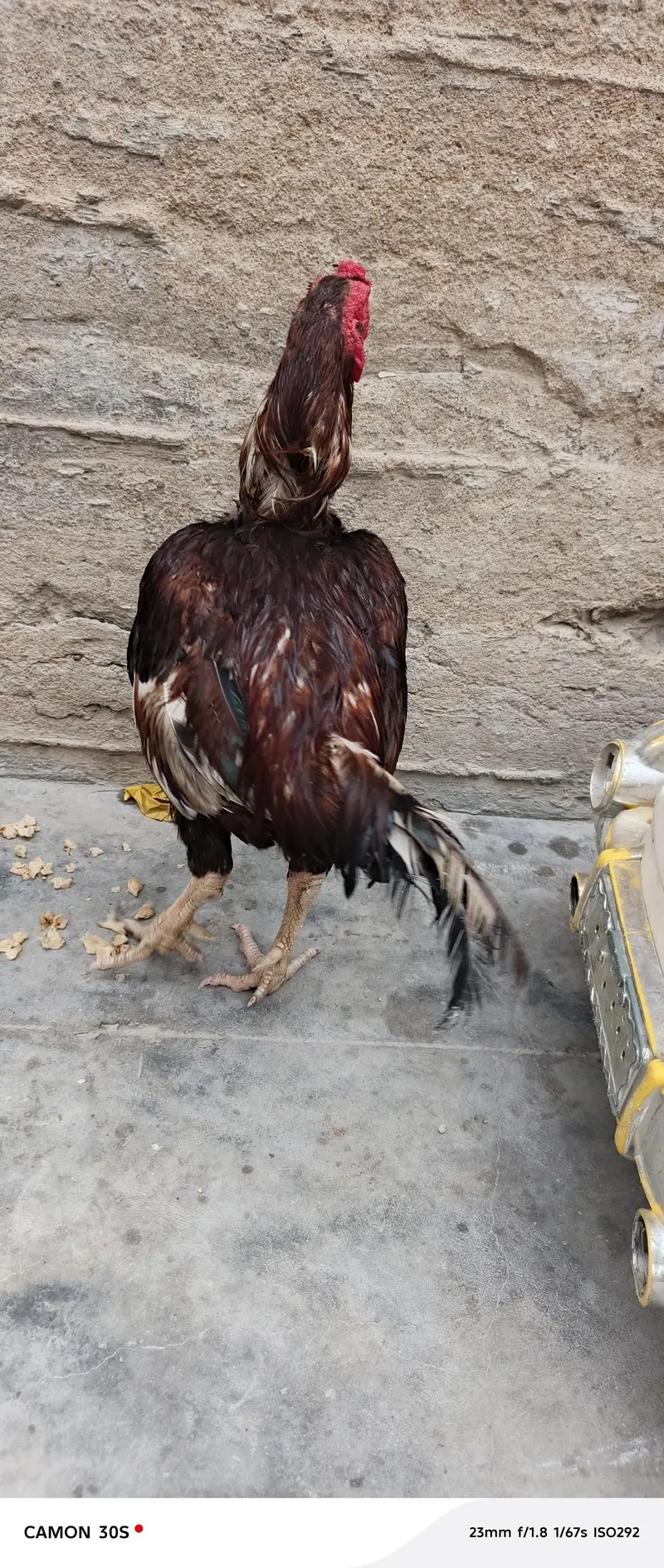 aseel sindi morgha — photo 3