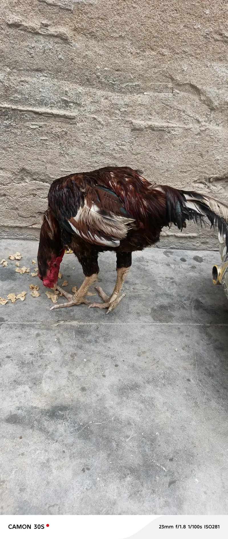 aseel sindi morgha — photo 5