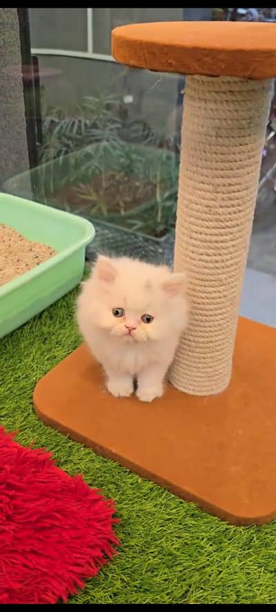 pure Persian cats vaccinated and healthy active WhatsApp/0344/6895398/