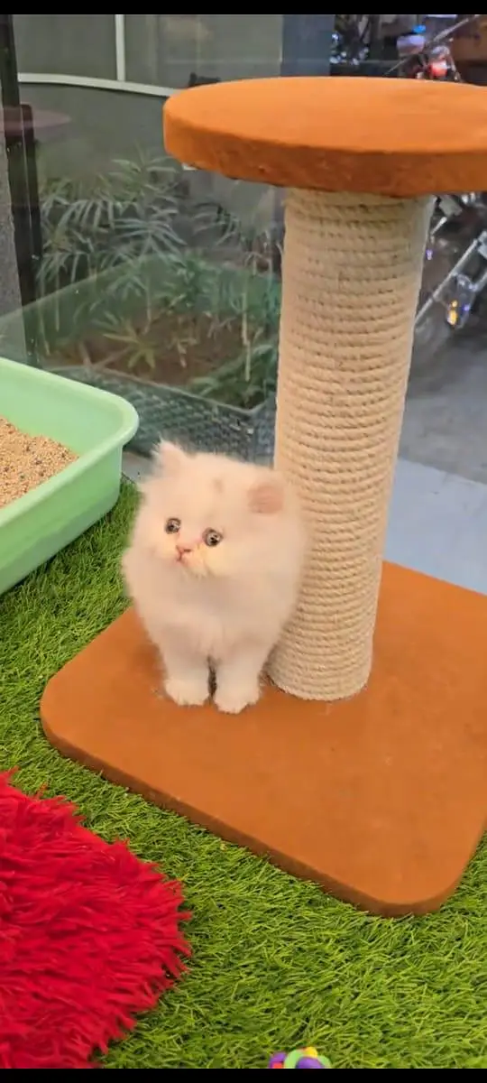 pure Persian cats vaccinated and healthy active WhatsApp/0344/6895398/ — photo 2