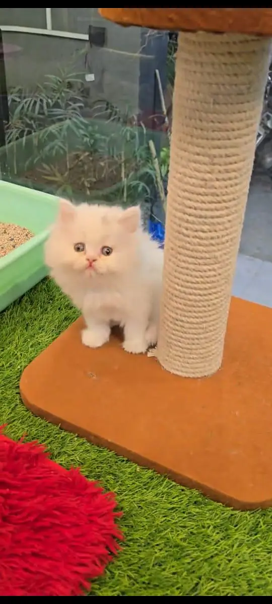 pure Persian cats vaccinated and healthy active WhatsApp/0344/6895398/ — photo 3
