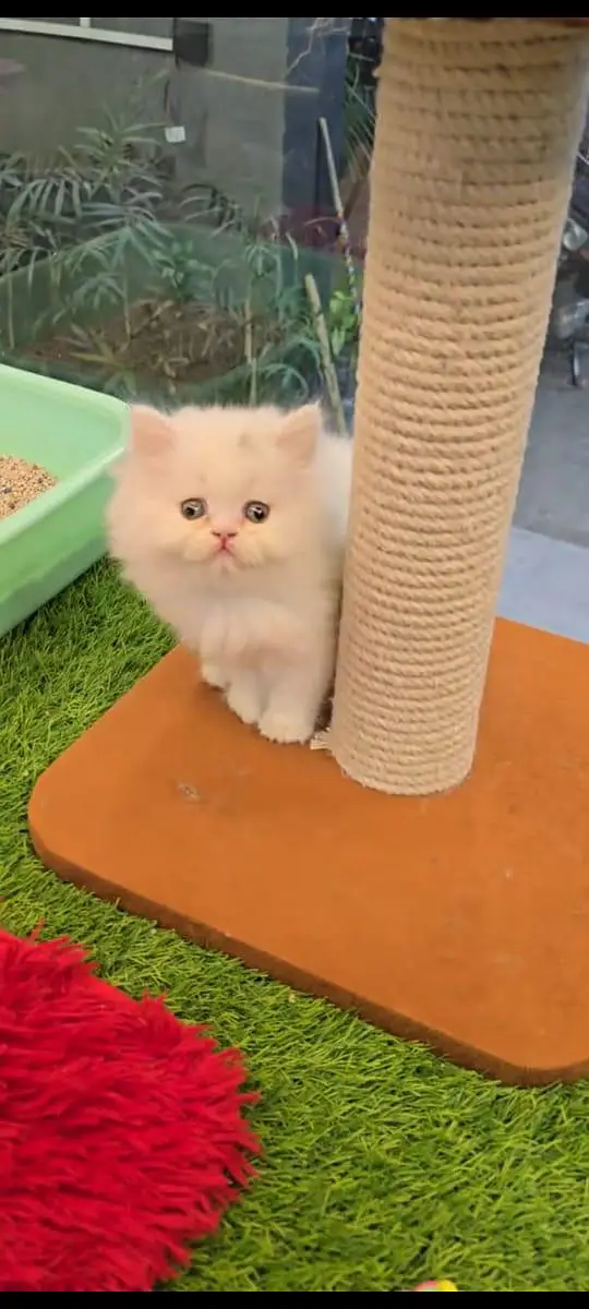 pure Persian cats vaccinated and healthy active WhatsApp/0344/6895398/ — photo 4