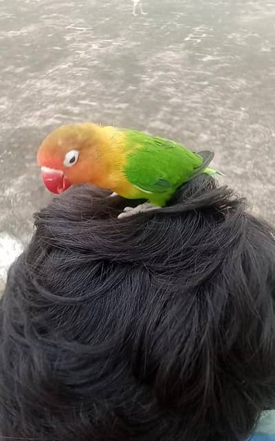 Love Bird Hand Tame 100% Friendly.