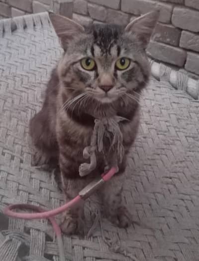 persian male cat. double faar. this is not fixed price. limited offer