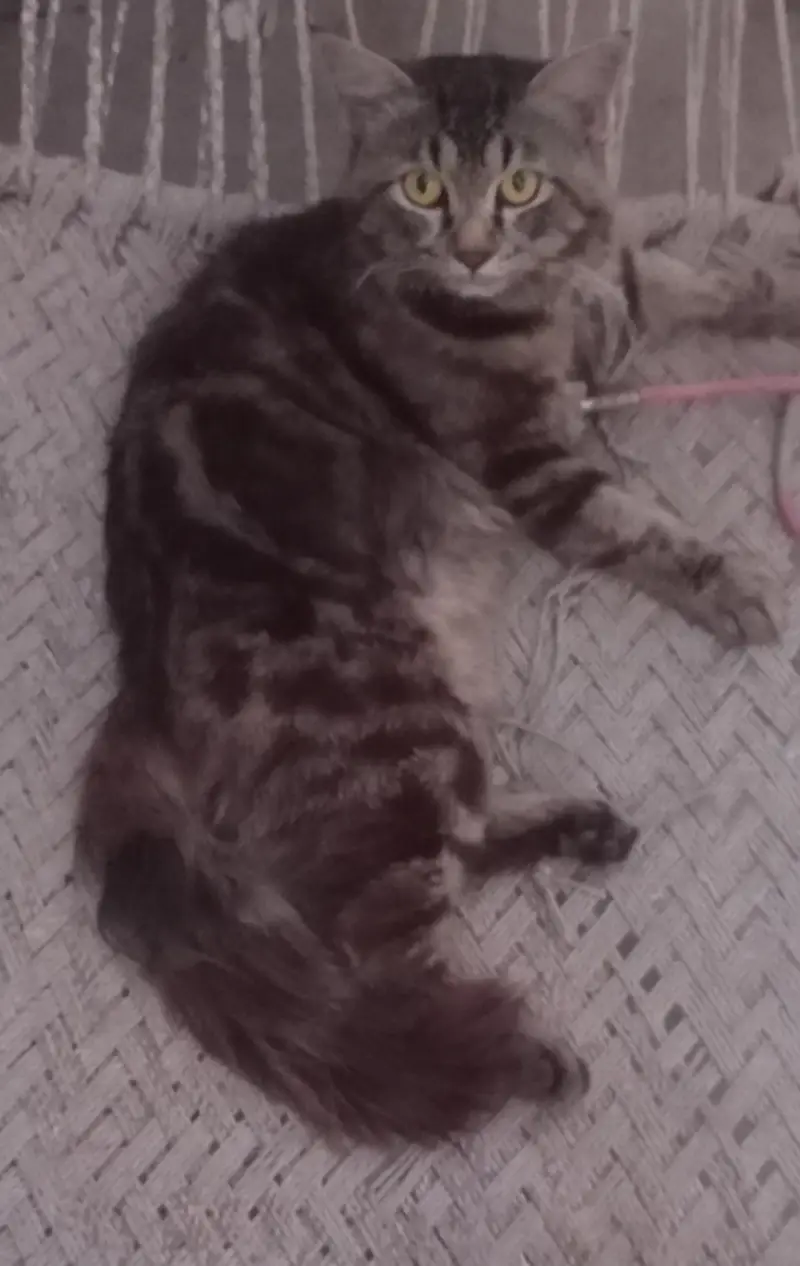 persian male cat. double faar. this is not fixed price. limited offer — photo 2