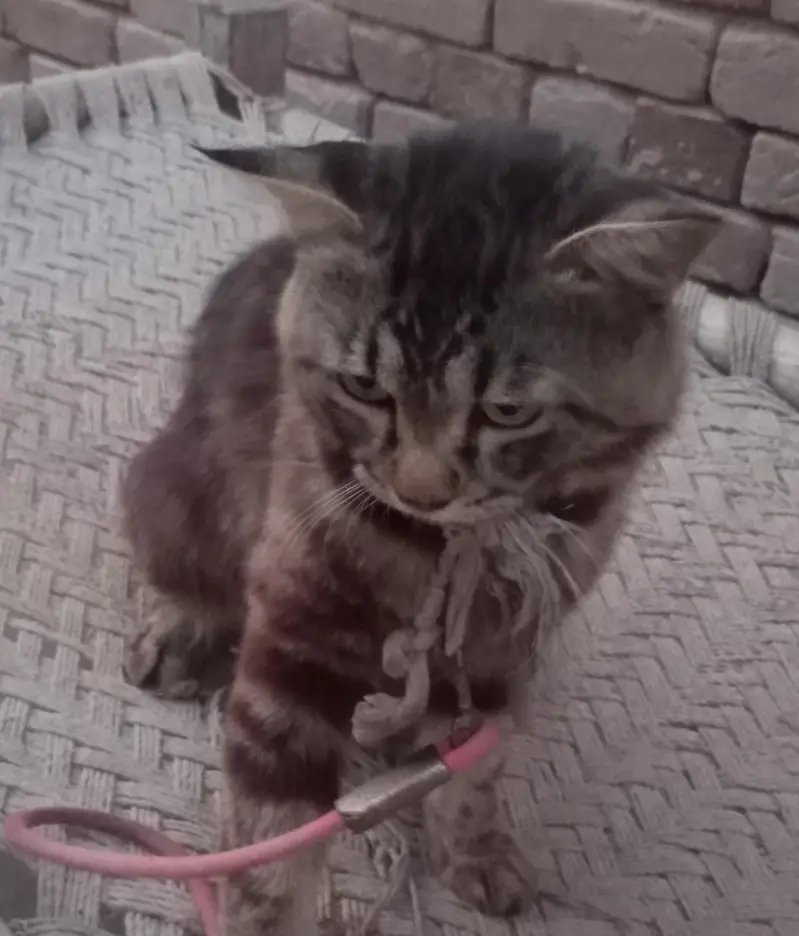persian male cat. double faar. this is not fixed price. limited offer — photo 3