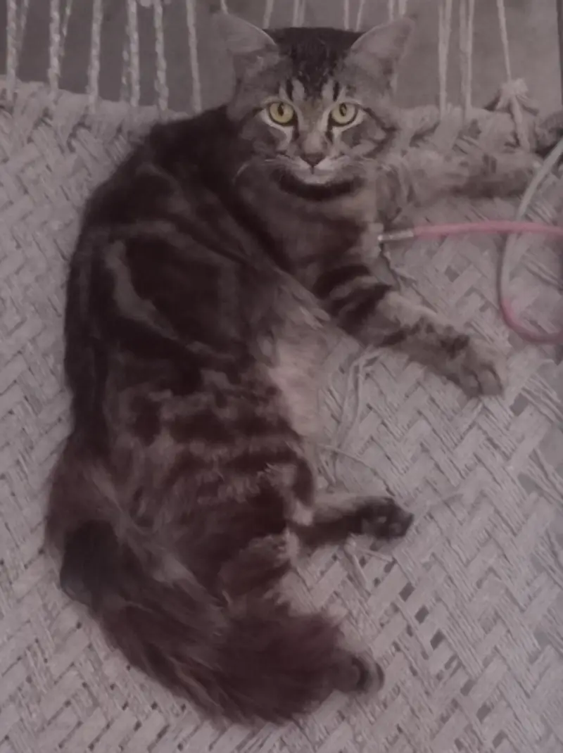 persian male cat. double faar. this is not fixed price. limited offer — photo 4