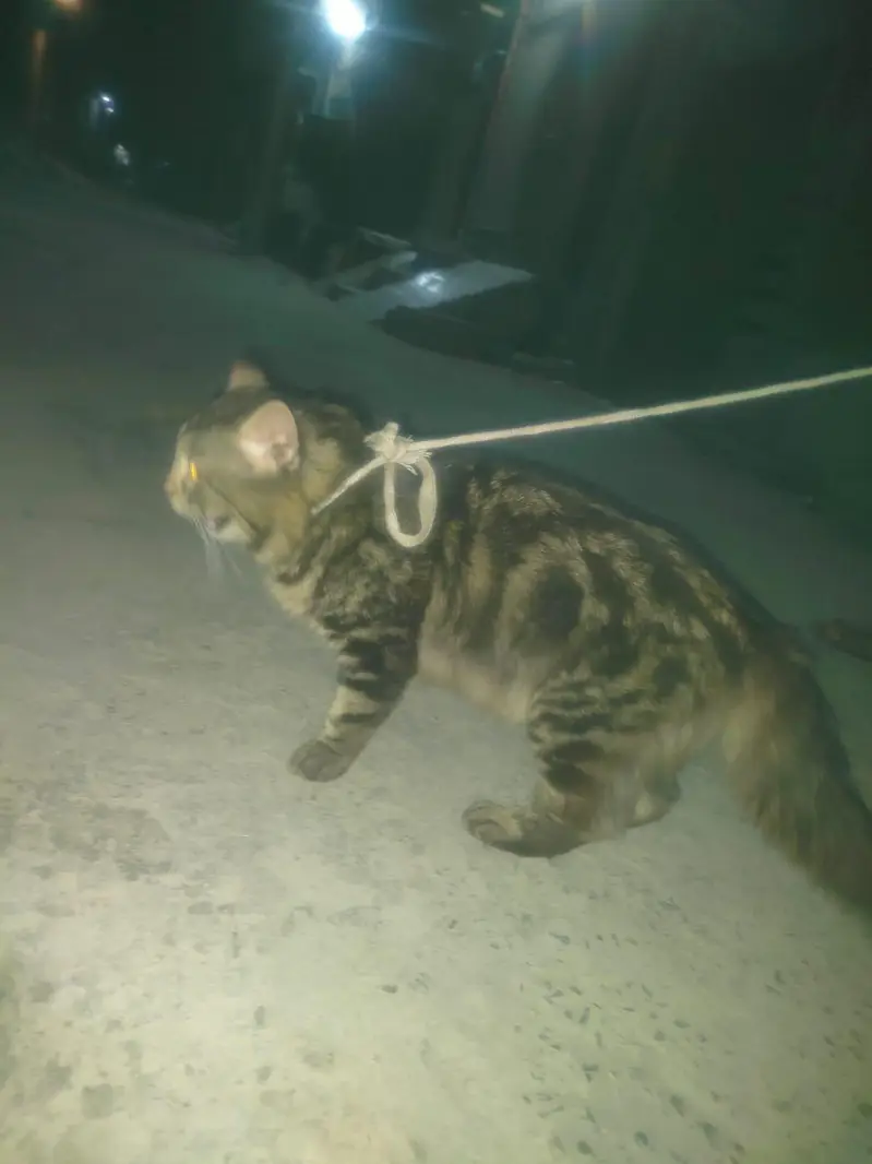 persian male cat. double faar. this is not fixed price. limited offer — photo 5