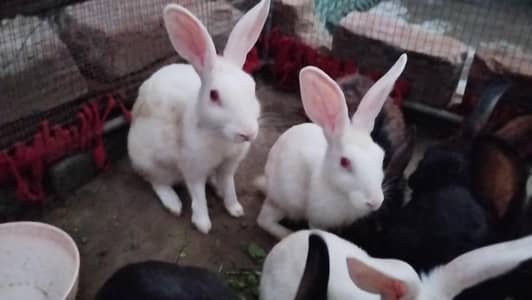 03254123746 Beautiful pair Rabbits for sale