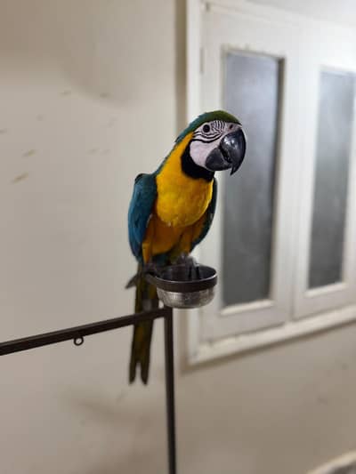 Maccaw