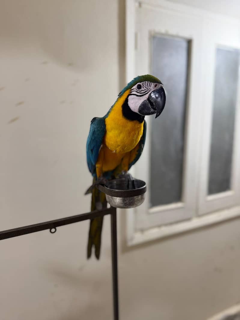 Maccaw 0